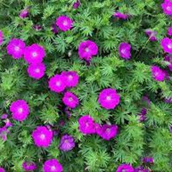 2-Sanguineum Geranium (Cranesbill) , deep pink flowers-repeat bloomer- leaves turn red in fall, perennial, easy care-bare root -free ship