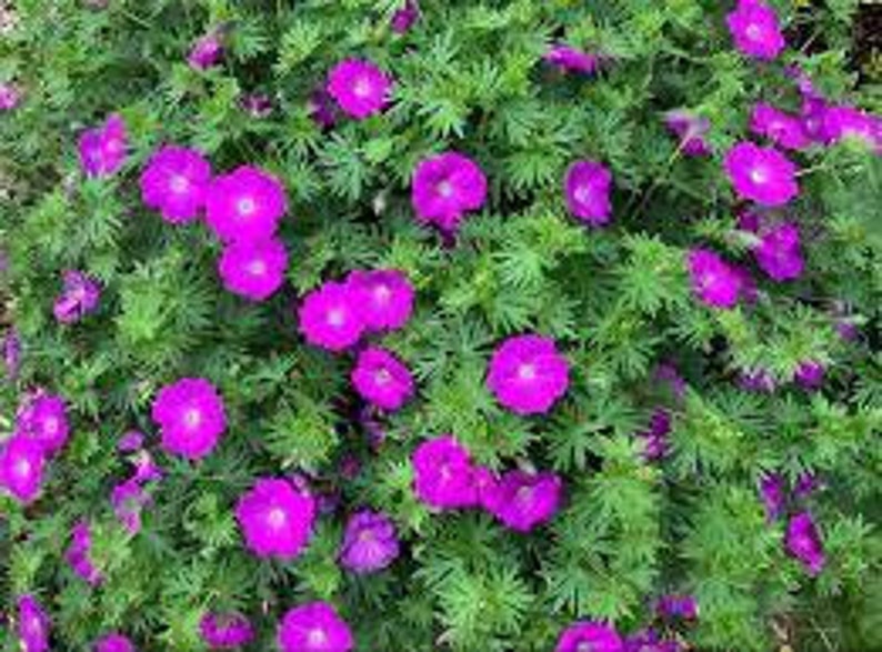 2-Sanguineum Geranium Cranesbill , deep pink flowers-repeat bloomer leaves turn red in fall, perennial, easy care-bare root free ship image 1