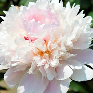 Alertie peony, light pink, early blooming, double form flower, 3-5 eye bare root division-free ship