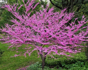Eastern Redbud Tree seeds -6 pods-lacy purple flowers in spring-some states restricted see note-free ship