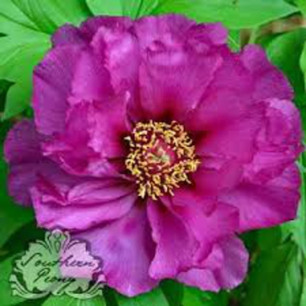 Morning Lilac ITOH Peony, Deep purple blooms, great cut flowers!-2-3 eye bare root division-free ship