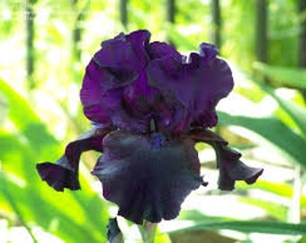PRE BUY-Superstition Bearded Iris, deep purple, early summer bloomer, reblooms in late summer. Listing is for one bare root rhizome