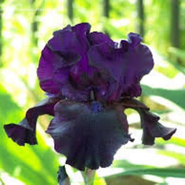 Superstition Bearded Iris, deep purple, early summer bloomer, reblooms in late summer. Listing is for one bare root rhizome