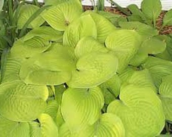 PRE BUY-August Moon Hosta, bare root division with growth bud, golden green leaves, sun resistant type 20&quot; tall mature