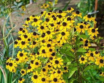 Seeds for Rudbeckia Triloba-taller brown eyed Susan w/smaller, yellow flowers-reseeds-long bloom time-bare root divisions-free ship