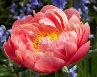 PRE BUY-Pink Hawaiian Coral Peony, semi double coral pink blooms, 2-3 eye divisions-free ship