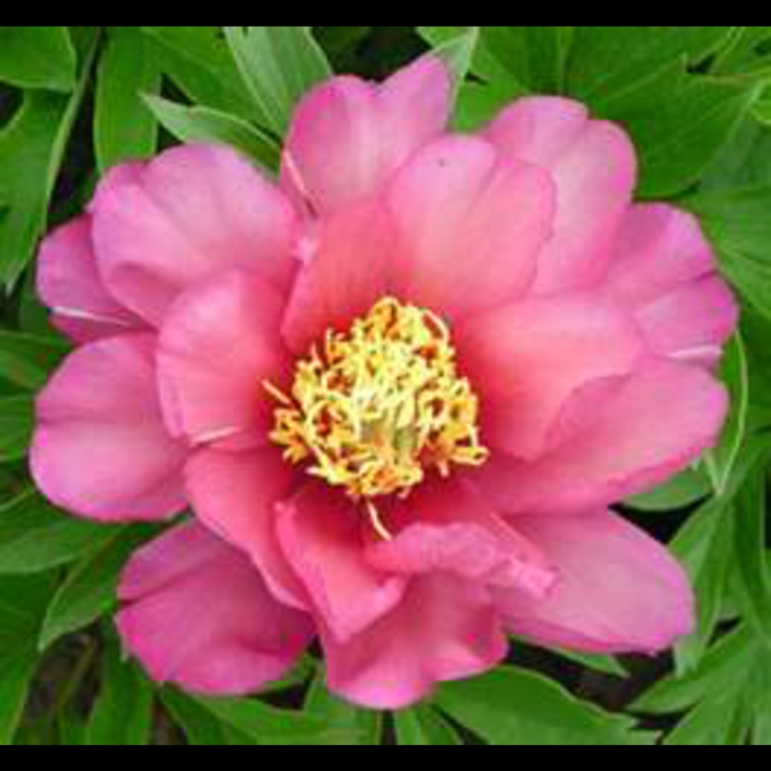Julia Rose ITOH Peony intersectional a Cross Between Tree - Etsy