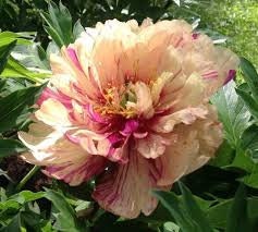 PRE BUY-Lollypop, Yellow to apricot pink with reddish purple streaks, semi double form, ITOH peony, 2-3 eye bare root division, ships free