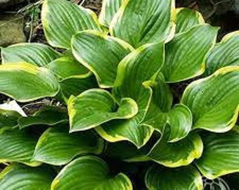 Queen Josephine Hosta medium size hosta, 16" x 29" when mature, glossy green edged yellow leaves-bare root divisions-free ship