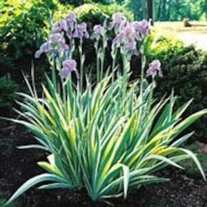 May include: A cluster of purple iris flowers with green and white striped leaves. The flowers are in bloom and the leaves are long and slender.