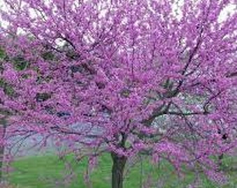 2-Eastern Redbud Trees, 4-6" starter rooted seedling Fast growing spring flowering shade to sun-easy to grow, lacy pink flowers-free ship