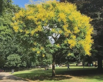 May include: A large deciduous tree with a central trunk and a dense canopy featuring a mix of vibrant yellow and deep green foliage. The tree stands in a park setting with a grassy lawn, a paved path, and other surrounding trees under a blue sky.