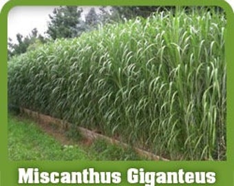 20 single rhizomes of Miscanthus Giganteus, 14" tall mature, ornamental grass, natural privacy screen, perennial  habitat-free ship