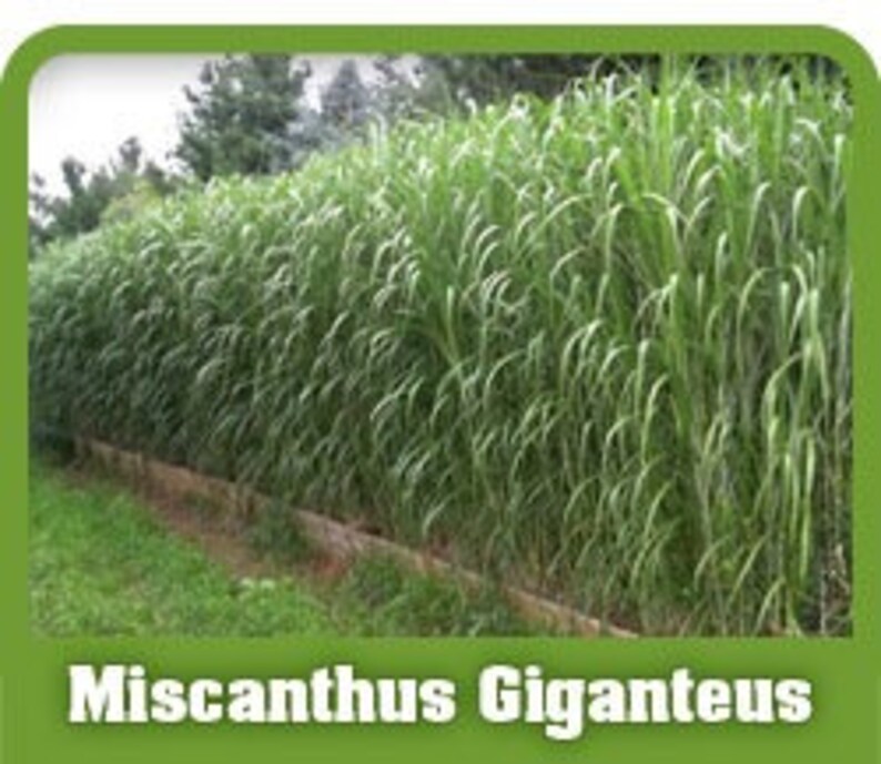 10 Single Rhizomes of Miscanthus Giganteus 14 Tall Etsy