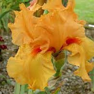 May include: Close-up of a vibrant orange iris flower with ruffled petals and a touch of red near the center. The flower is in full bloom, showcasing its intricate details and textures. Green foliage is visible in the background.