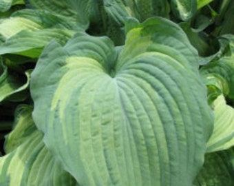 Hosta Guardian Angel, Lg variety when mature-36"w x 24" h-blue green leaves with lighter green /white centers, shade plant