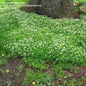 Sweet Woodruff-Gallium Odroratum-low mounding green goundcover w/ white flowers /spring-easy care perennial  3" division- ships free