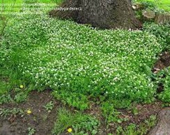 Sweet Woodruff-Gallium Odroratum-low mounding green goundcover w/ white flowers /spring-easy care perennial  3" division- ships free
