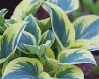 May include: A Hosta plant featuring broad, heart-shaped leaves with a distinct variegated pattern. The foliage displays a central deep blue-green color transitioning into wide, creamy yellow margins that create a bright, layered appearance.