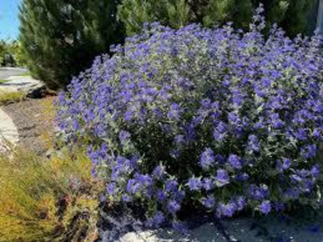 Seeds for Dark Knight Bluebeard (caryopteris) Shrub Like Perennial 3 ...