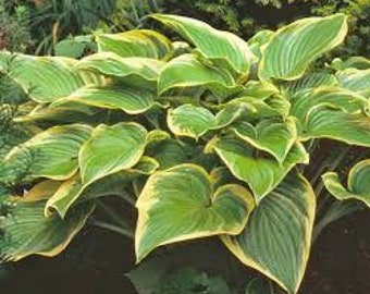 May include: A close-up of a hosta plant with large, heart-shaped green leaves edged with yellow. The leaves have prominent veins and are clustered together, creating a lush, full appearance. The plant is in a garden setting.