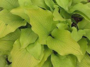 PRE BUY-Sun Power-Bright golden yellow, sun tolerant-medium size hosta, bare root div-free ship