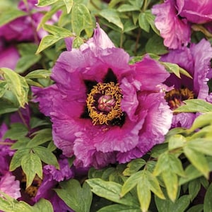 Purple Sensation ITOH Peony-semi double blooms-3-5 eye bare root division-easy care perennial-free ship