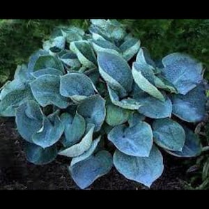 May include: A close-up of a hosta plant with large, heart-shaped leaves. The leaves are a mix of blue-green and light green, with a textured appearance. The plant is in a garden setting, with dark soil visible.