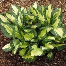 PRE BUY-Whirlwind Hosta, Mounds of twisted & pointed white and lime green leaves, bare root divisions-ship free