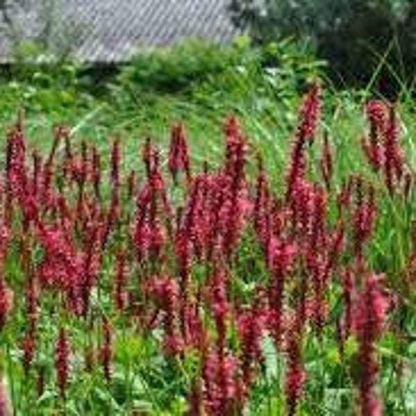 2-Persicaria Speciosa-Firetail-(Mountain Fleece), red spikes all summer-easy care perennial-bare root divisions-free ship