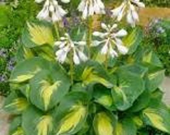 Beach Boy Hosta, green w/ wide yellow center- white flowers-bare root division-free ship