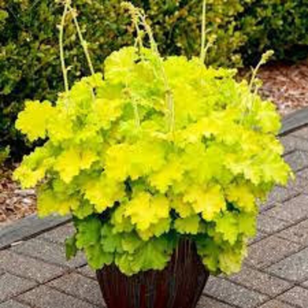 Lemon Love Coral Bells heuchera Yellow Leaves W/ White Flowers, Grows