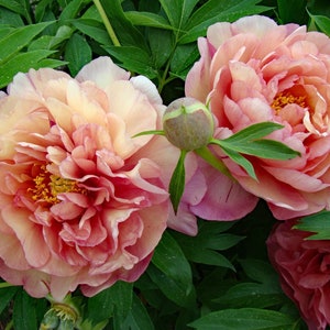 Scrumdidleumptious ITOH Peony, peachy pink to yellow, semi double blooms-mid to late season-spring bloomer, perennial-free ship