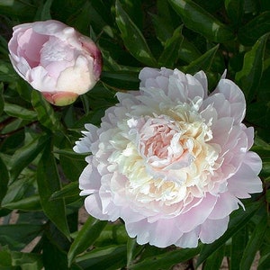Chestine Gowdy Peony, light pink, fragrant flowers, perennial plant, bare root divisions  3-5 eye