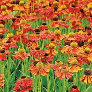 May include: A field of vibrant orange and yellow flowers with dark brown centers. The flowers have multiple petals and are surrounded by green stems and leaves. The image is a close-up shot of the flowers.