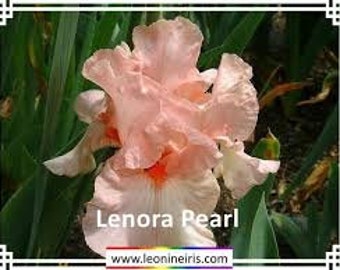 Lenora Pearl Bearded Iris-one bare root rhizome per order,-each pink bloom in summer-reblooms in late summer,  easy care, long lived