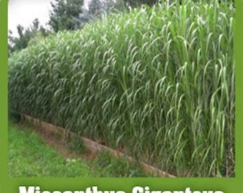 May include: A vibrant green field of Miscanthus Giganteus, a tall, perennial grass. The image shows a dense, lush growth of the plant, with long, slender leaves. The text "Miscanthus Giganteus" is displayed at the bottom of the image.