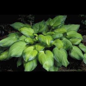 Guacamole Hosta,  Shinny- olive green leaves with darker border, 22" x 38" when mature, tolerates sun, bare root division