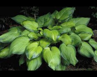 PRE BUY-Guacamole Hosta,  Shinny- olive green leaves with darker border, 22&quot; x 38&quot; when mature, tolerates sun, bare root division