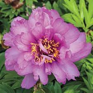 First Arrival ITOH Peony, fragrant, pink, spring flowers, perennial, live plants, 3-5 eye bare root divisions