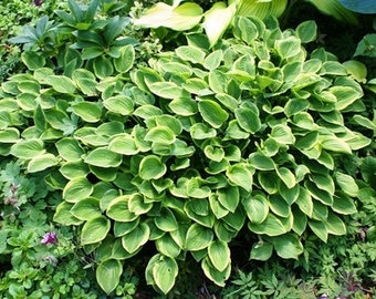 Golden Tiara Hosta -bare root division-gold green center with chartreuse gold edge, small cupped leaves, med sz. when mature, sun tolerant