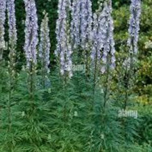 2-Stainless Steel Monkshood (Aconitum) Steel blue spikey flowers in summer, read caution this is a toxic plant-bare root free ship