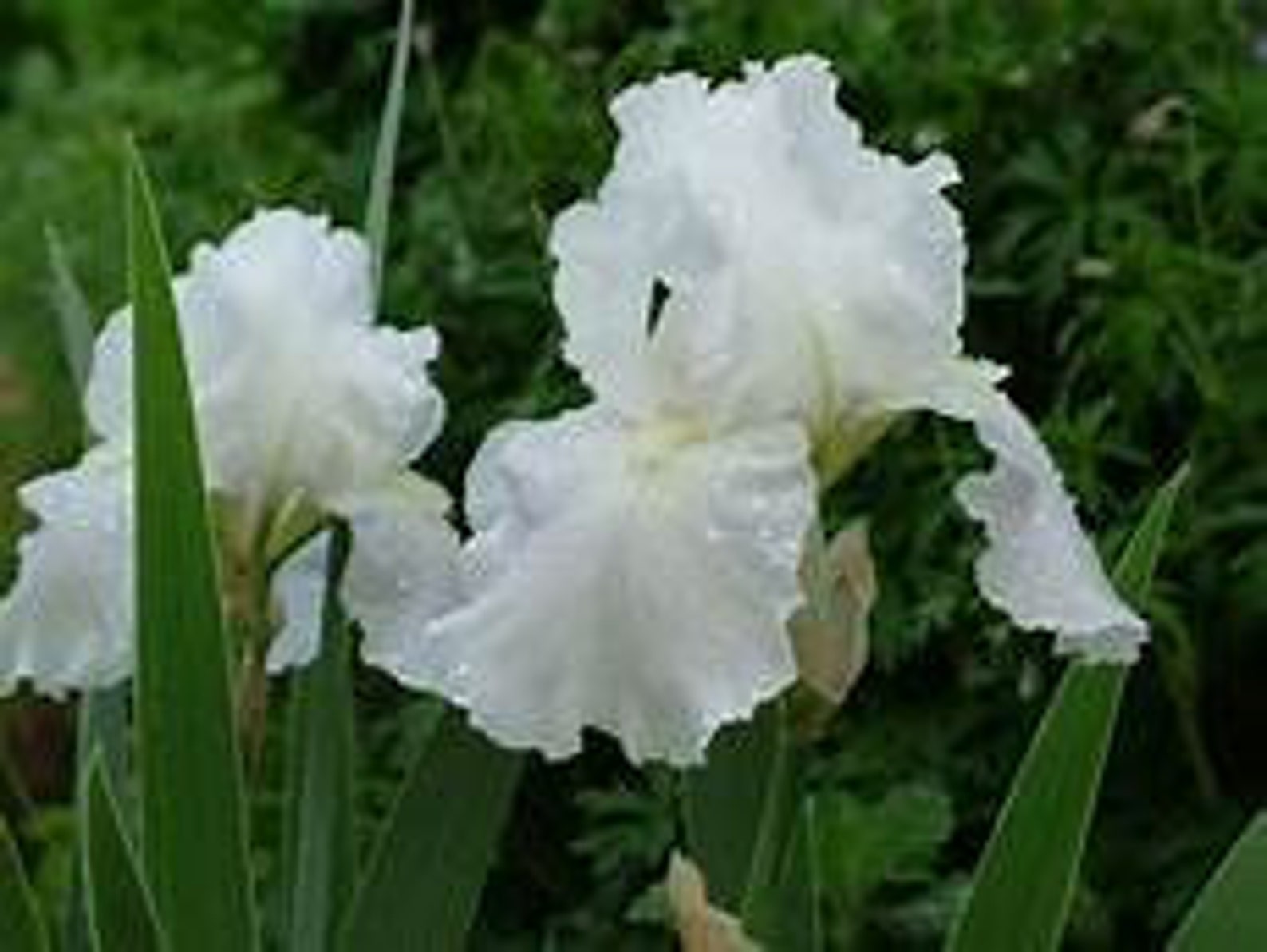 Pure White Immortality Reblooming Iris Blooms Again in Late Etsy