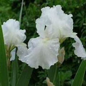 May include: Two white iris flowers with ruffled petals, covered in water droplets, against a green background.