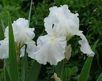 Pure white Immortality reblooming Iris-blooms again in late summer, easy to grow-reliable bloomer-perennial long lived.