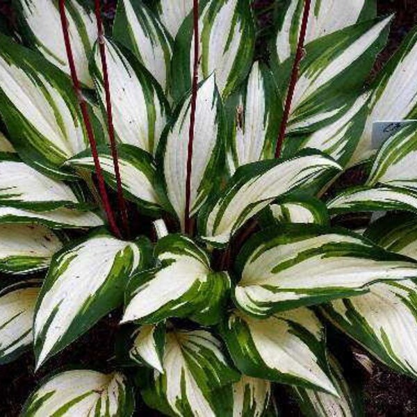 Cherry Berry Hosta, white and green pointed leaves w/ red stems bearing violet flowers - red seed pods-bare root divisions-free ship