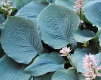 PRE BUY-Blue Hawaii Hosta-bare root plants-large variety when mature-thick, rippled-blue leaves-white flowers-shade-free ship