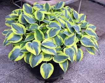 Ben Vernooij Hosta, thick -blue leaves with wide light green edges, lavender flowers, 16" tall mature bare root divisions