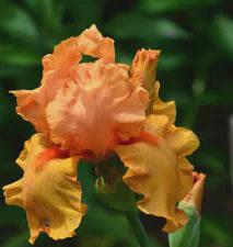 Orange Harvest Bearded Iris,  reblooming type, one rhizome, free ship