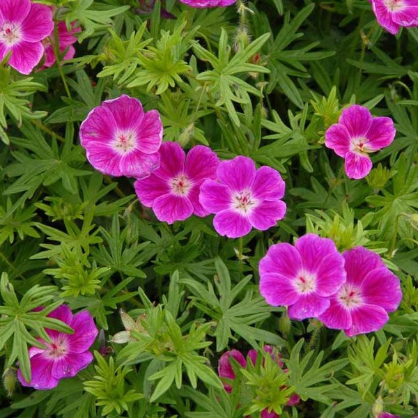 Elke Hardy Geranium, 2" neon pink blooms in summer, easy groundcover like perennial-bare root divisions-free ship
